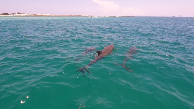 GX013453_exported_4421 Flippin' Awesome Adventures Dolphin Trips | Panama City Beach, Florida Dolphin Tours, Snorkeling Excursions, & Boat Trips led by Captain Chris, a marine biologist
