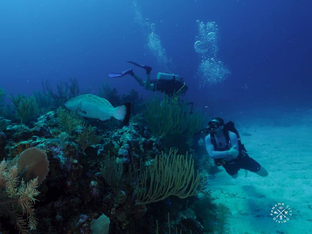 Two scuba divers exploring a vibrant reef with coral and a large fish, showcasing underwater adventures as one of the top outdoor activities in Panama City Beach.