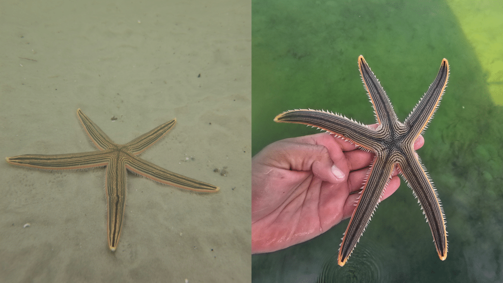 Critter Corner Spotlight: Sea Stars (Starfish) in Panama City Beach ...