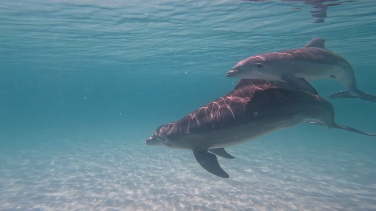 dolphins in Panama City Beach