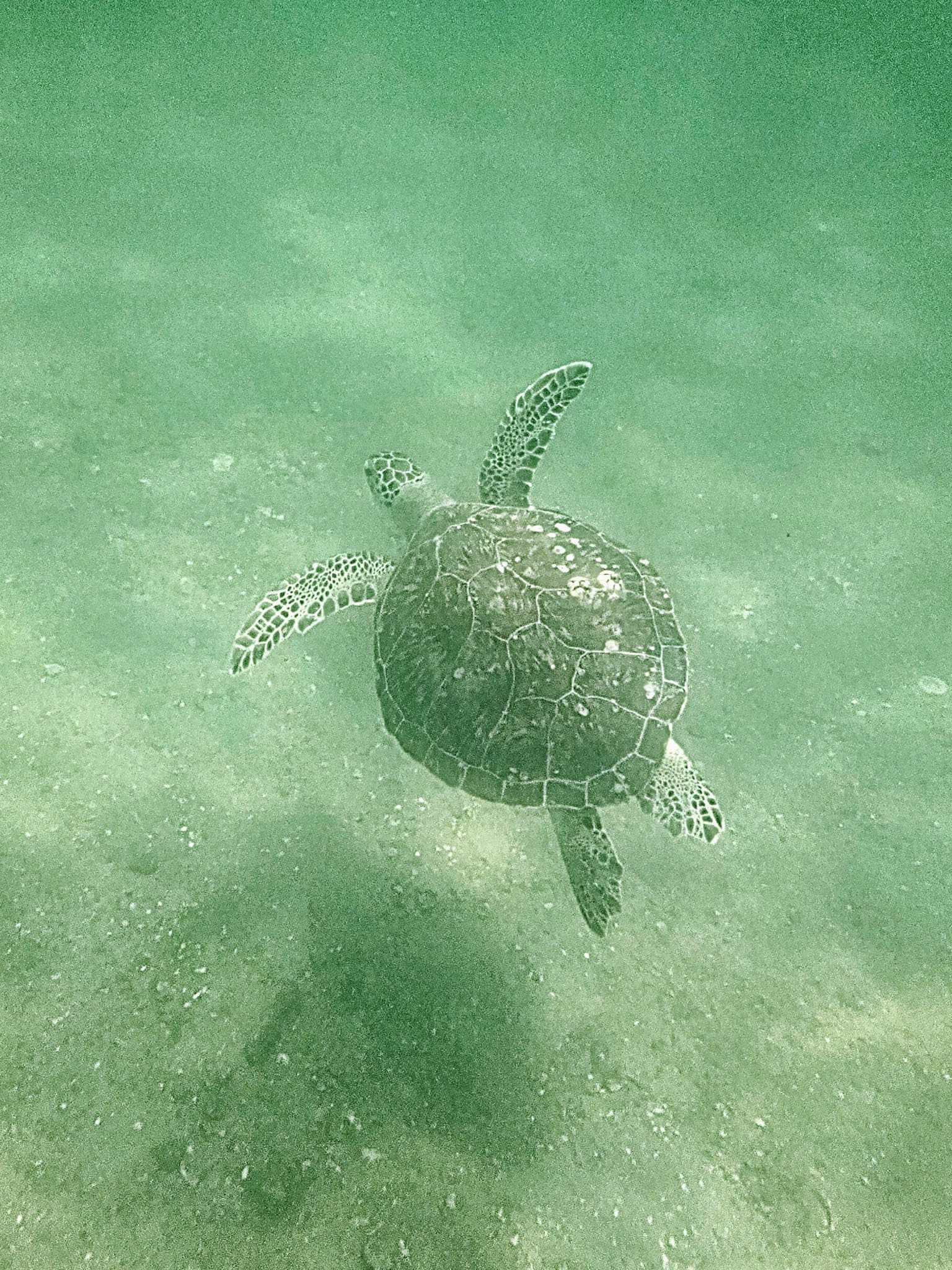 sea turtles in Panama City beach