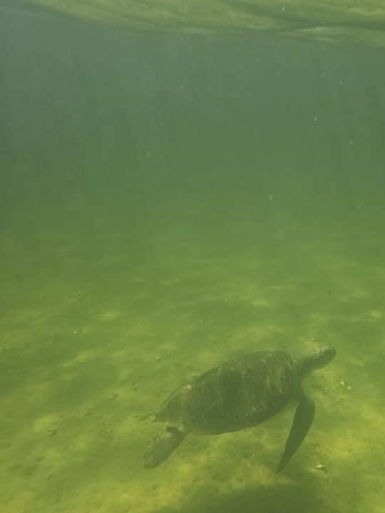 sea turtles in Panama City beach