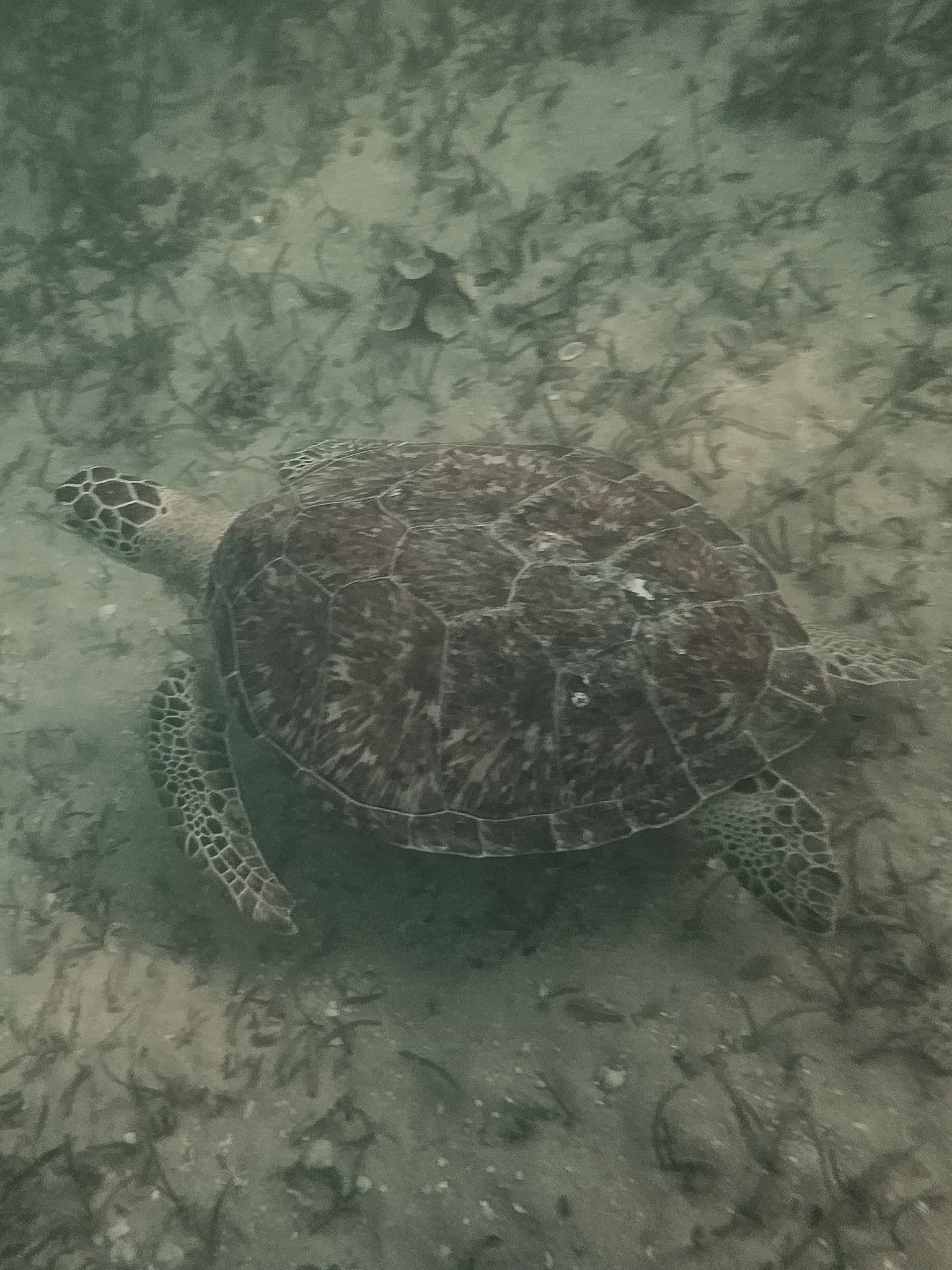 sea turtles in Panama City beach