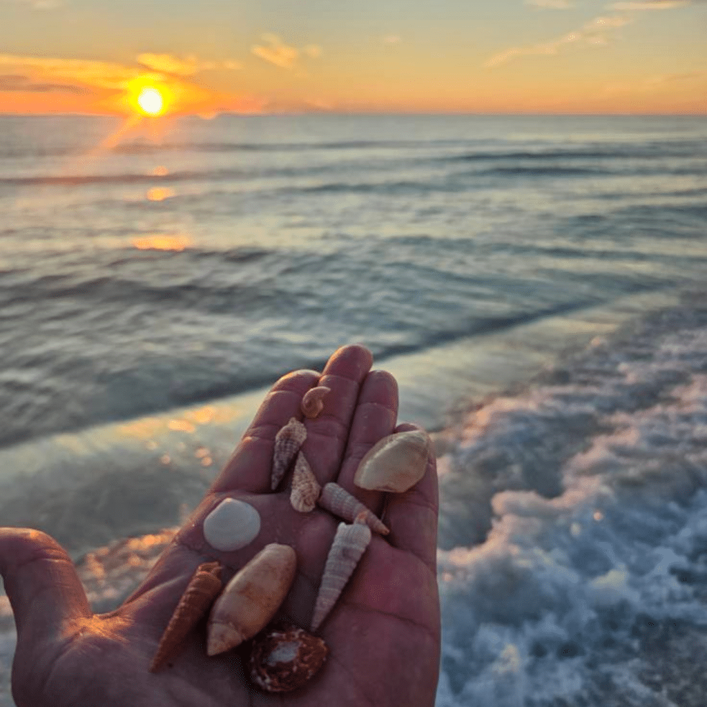 Seashells collected during a Sunset Dolphin Tour & Cruise in Panama City Beach, with the sun setting over the waves in the background.