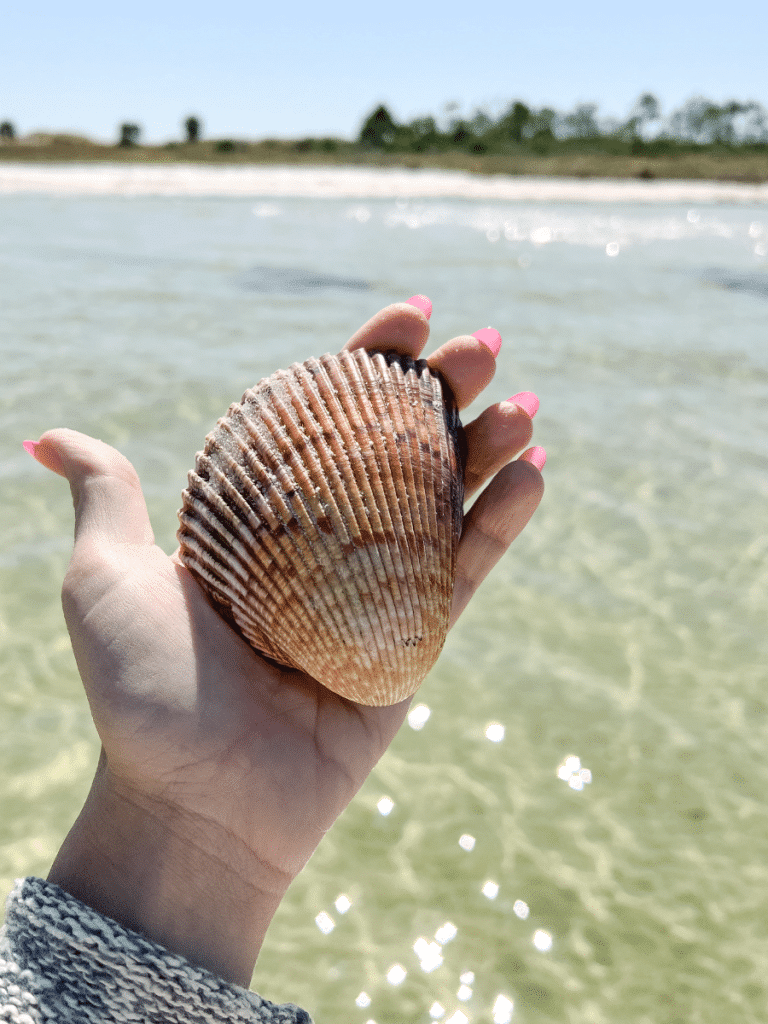 Shelling on Panama City Beach brings beautiful finds like this cockle clam. Discover where to find shells in Panama City Beach on Floridaâ€™s Gulf Coast.