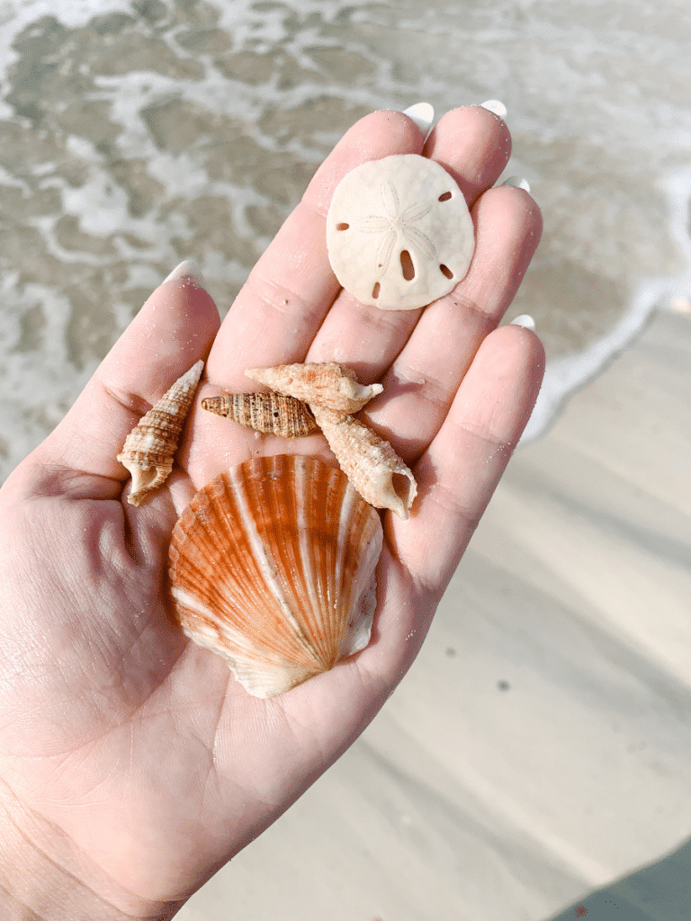 A hand displays a sand dollar and scallop shells over shallow water, showing shelling on Panama City Beach and where to find shells along the Gulf Coast.