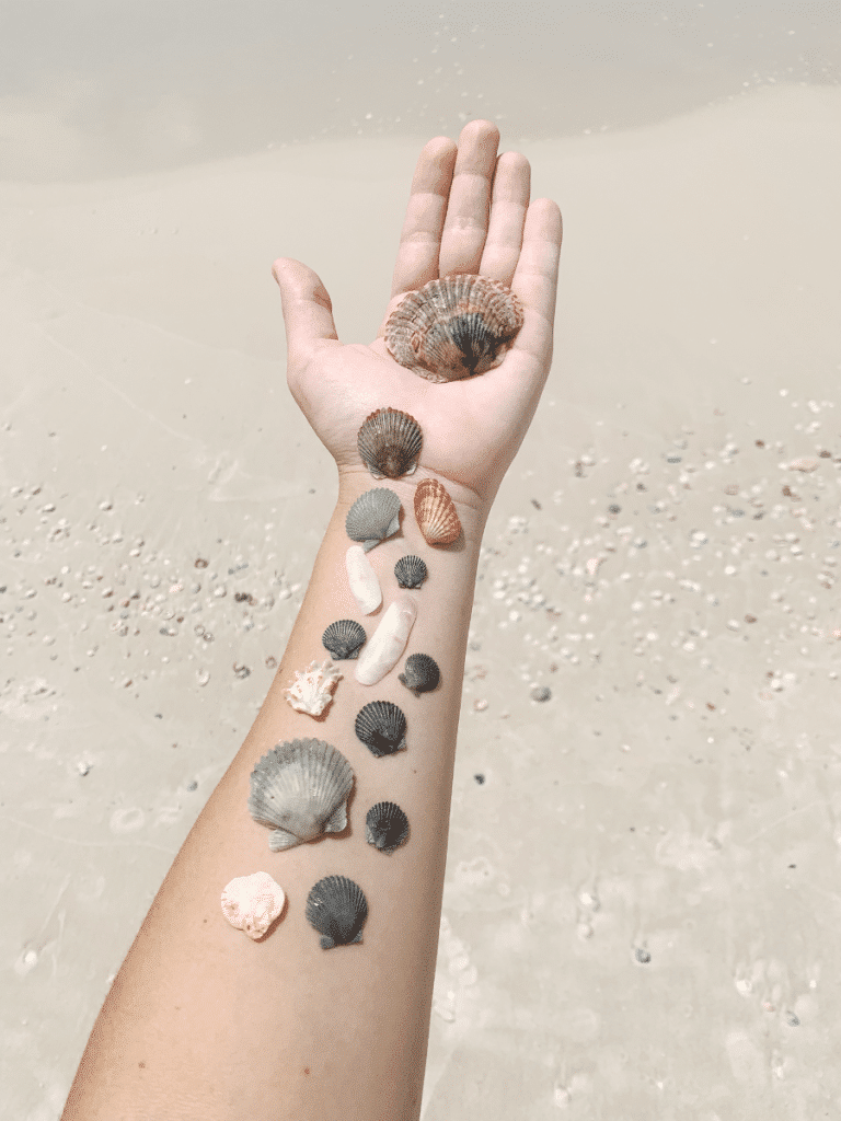 Shells of different sizes and colors are arranged along a personâ€™s hand and forearm on the sand at Panama City Beach, highlighting where to find shells.