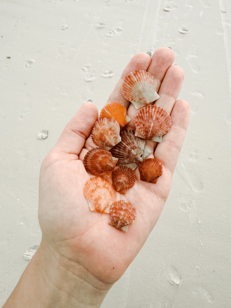 A hand holds a collection of small orange and red scallop shells while shelling on Panama City Beach, a top Gulf Coast Florida shelling destination.
