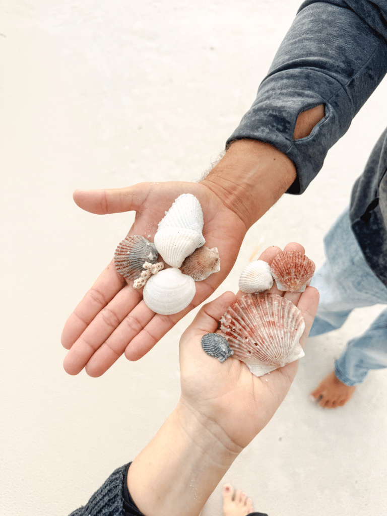Two people hold a variety of shells, including scallops and coral, on the sand at Panama City Beach, showing where to find shells on Floridaâ€™s Gulf Coast.