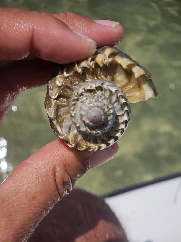 Shelling on Panama City Beach offers rare finds like this crown welk. Explore the best shelling beaches Gulf Coast Florida and learn where to find shells.