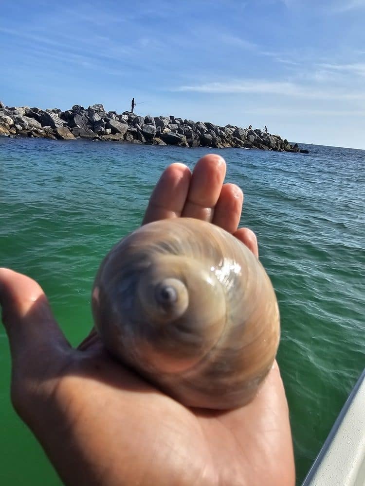 Shelling on Panama City Beach reveals treasures like this moon snail. Discover where to find shells in Panama City Beach along Floridaâ€™s Gulf Coast.