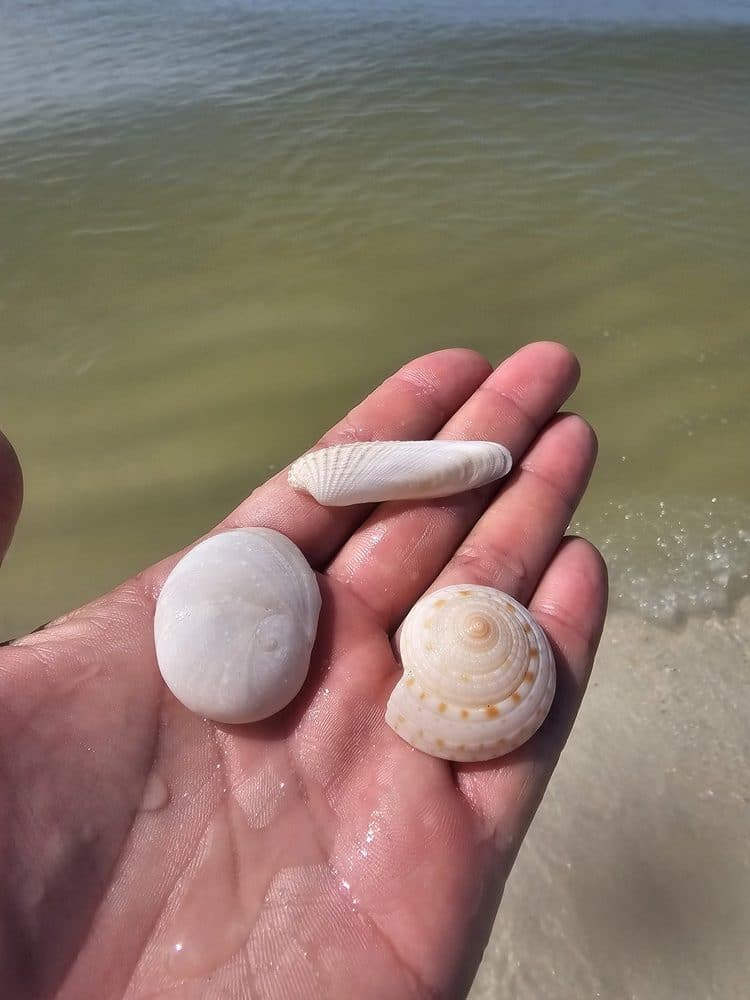 The best shelling beaches Gulf Coast Florida are in Panama City. See where to find shells in Panama City Beach and collect beautiful coastal keepsakes.