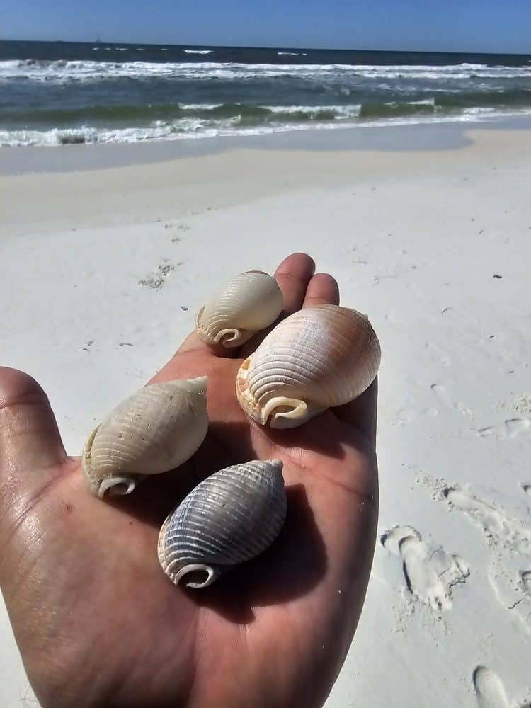 Hand holding beautiful Scotch Bonnet shells while shelling on Panama City Beach. Discover the unique treasures of shelling in Florida, where pristine white sands meet the calming waves of the Gulf of Mexico