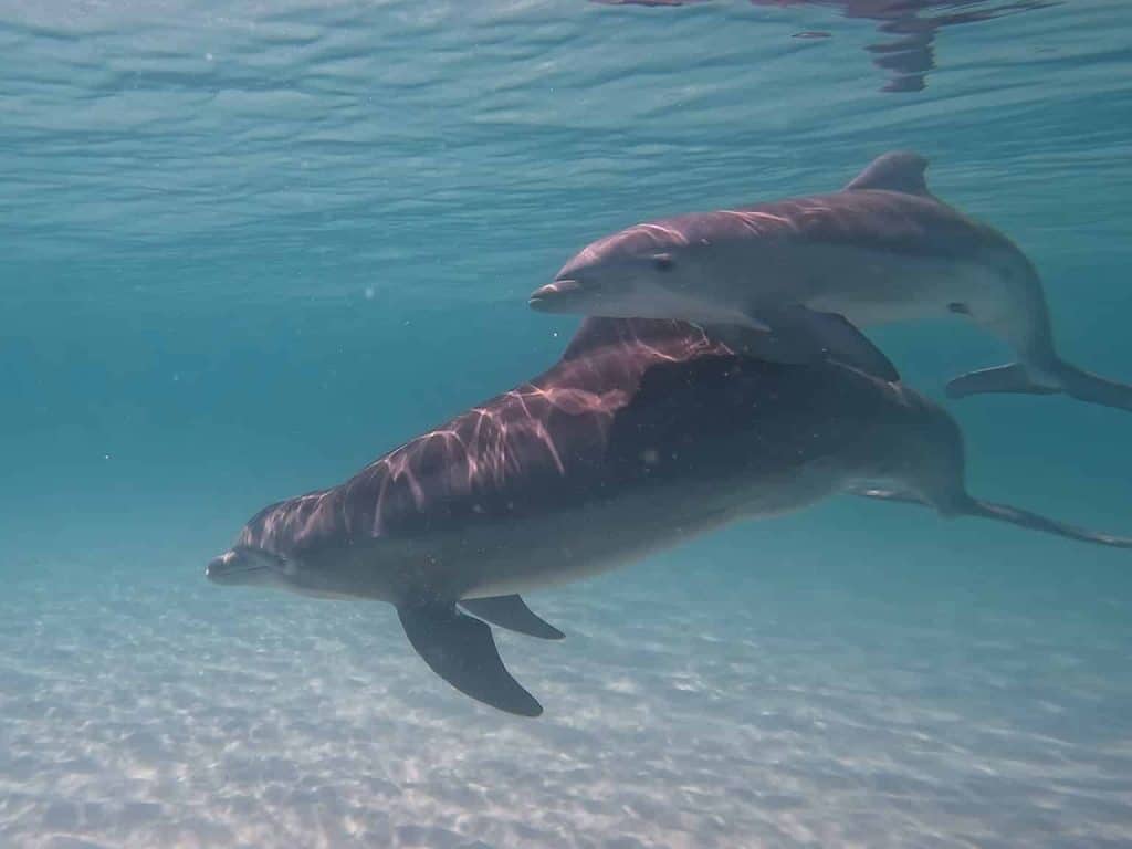 dolphins in Panama City Beach