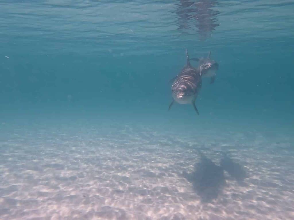 Dolphins of Panama City Beach