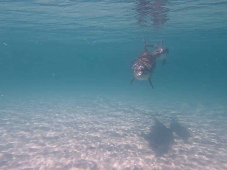 Dolphins of Panama City Beach
