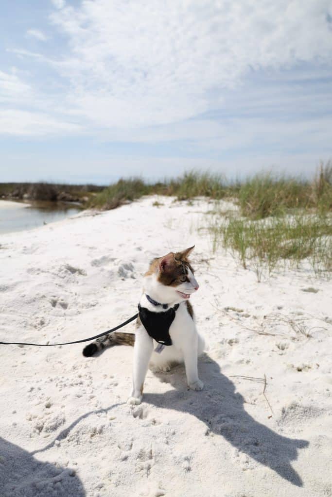 Leashed cat sitting confidently on the white sand dunes near calm water, showcasing a unique addition to the list of dog friendly things to do in Panama City Beach.