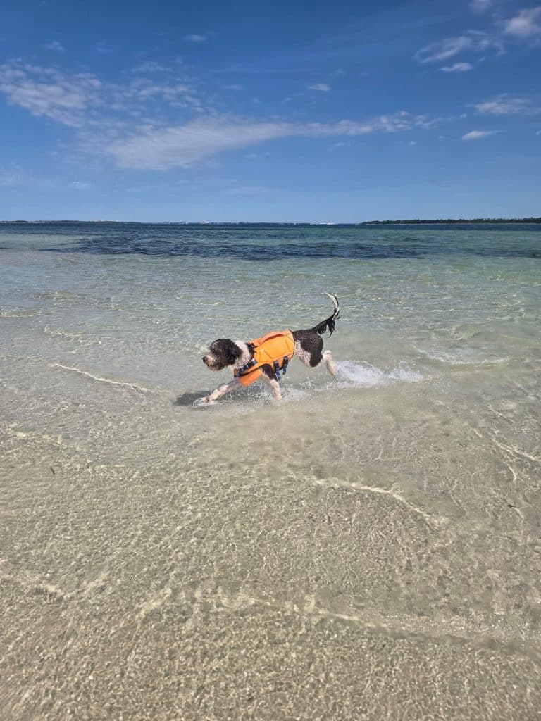 Brown and white dog in a bright orange life jacket splashing through clear shallow water during a Flippin’ Awesome Adventures boat tour, a top pick for dog friendly things to do in Panama City Beach.