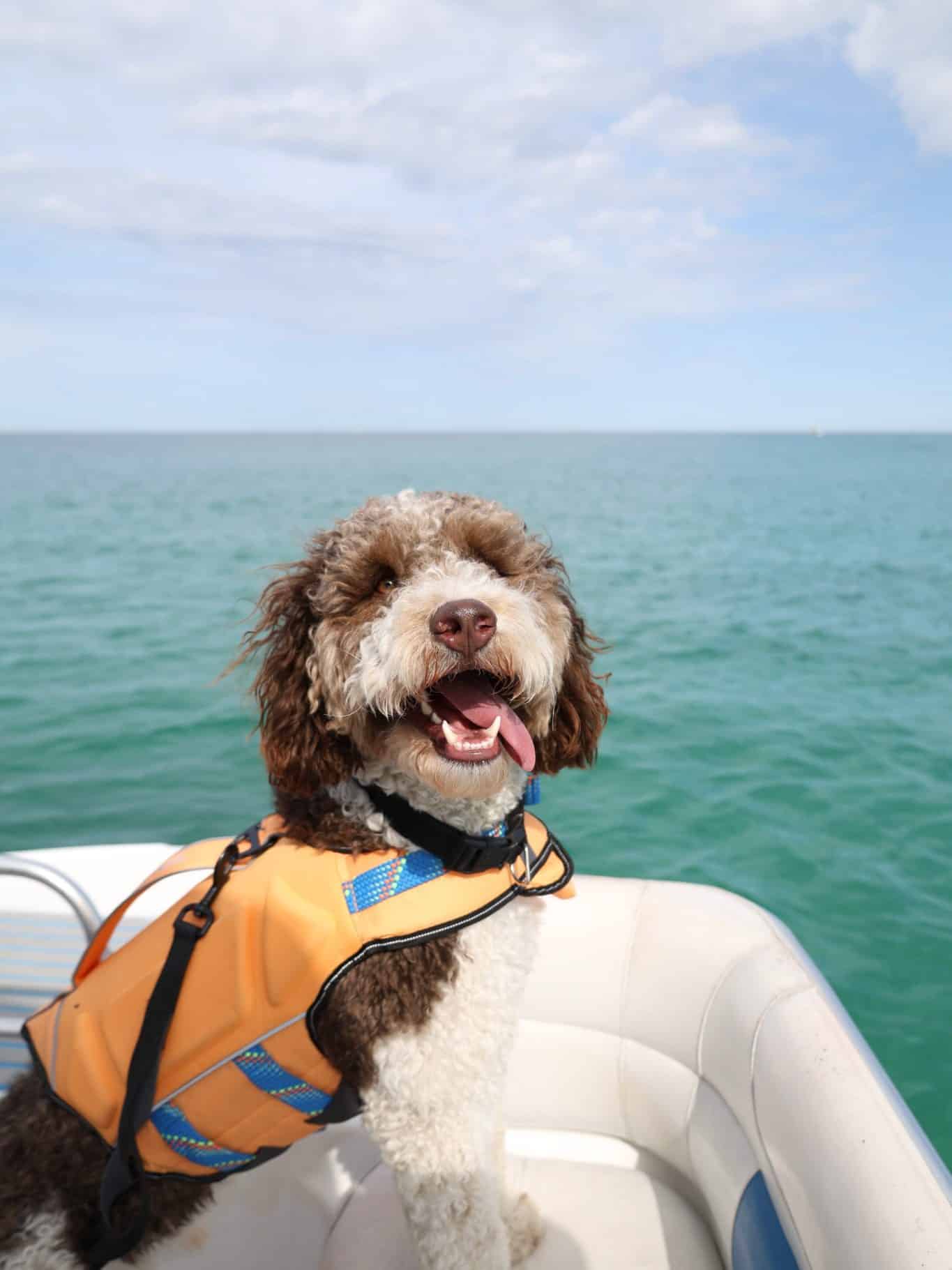 Happy dog in a life jacket enjoying a boat tour with Flippin’ Awesome Adventures, one of the top dog friendly things to do in Panama City Beach.