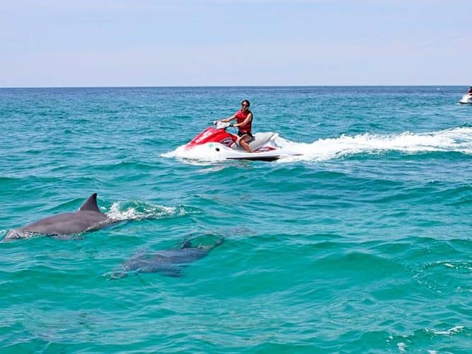 A woman on a jet ski in the cyrstal clear blue waters of st. Andrews Bay. Two dolphins are seen swimming in the water in front of her. One of the top outdoor activities in Panama City Beach.