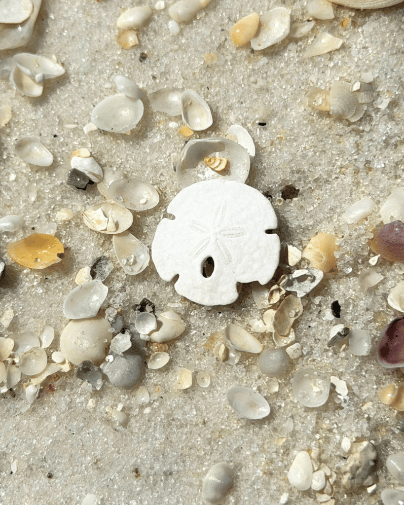 Small white sand dollar in Panama City Beach resting among seashells on the beach.