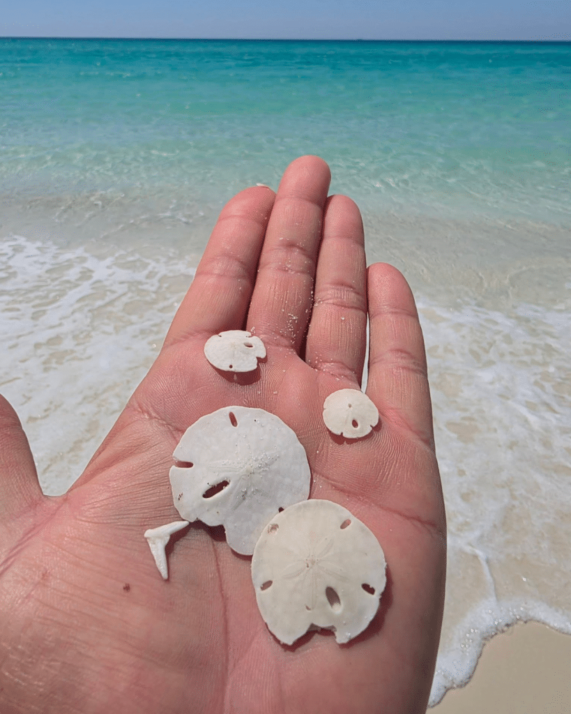 Sand dollars in Panama City Beach found along the shoreline with emerald green Gulf waters in the background.