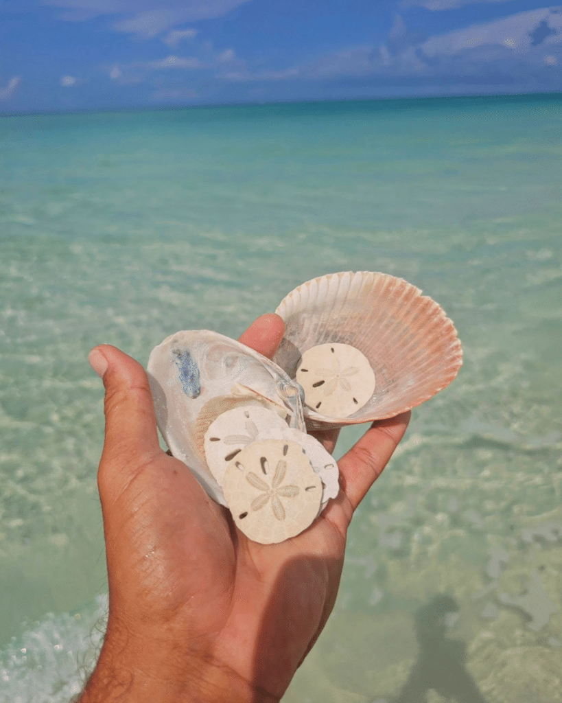 Collection of sand dollars in Panama City Beach displayed inside seashells with crystal clear water behind them.