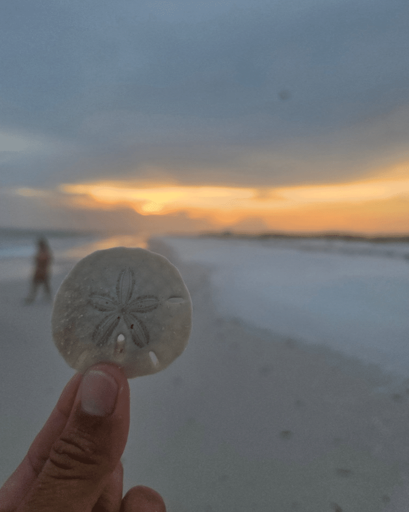 White sand dollar in Panama City Beach photographed during sunset on Shell Island.