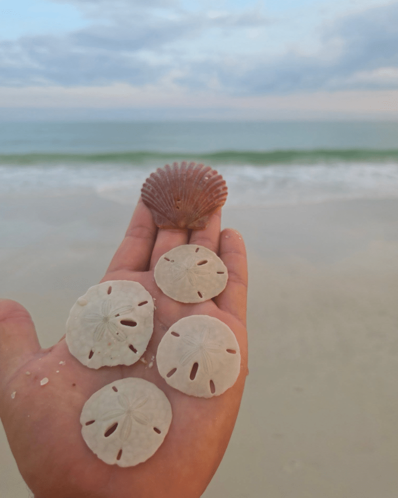 White sand dollar in Panama City Beach photographed during sunset on Shell Island.