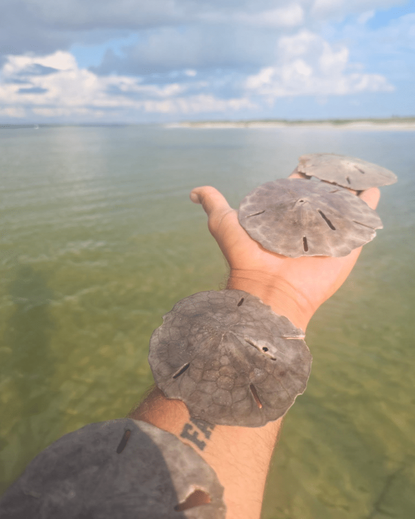 Large sand dollars in Panama City Beach showing different sizes and natural color variations.