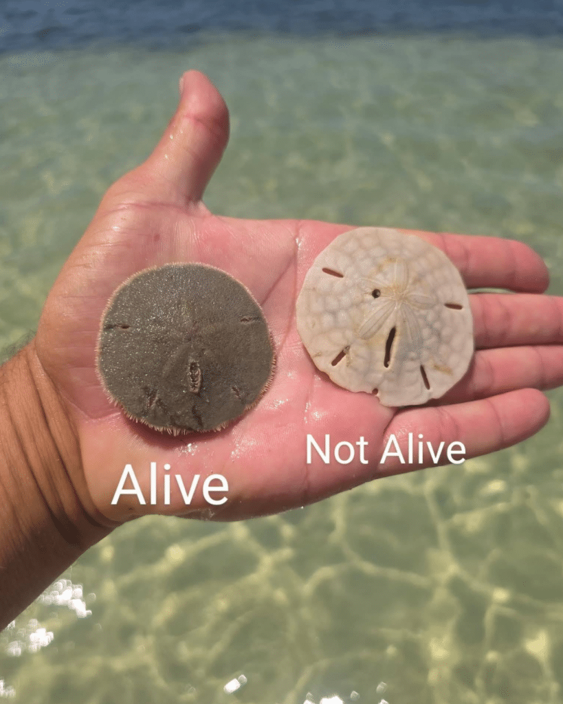 Alive and dead sand dollars in Panama City Beach showing how to identify a living sand dollar by its tiny moving spines.