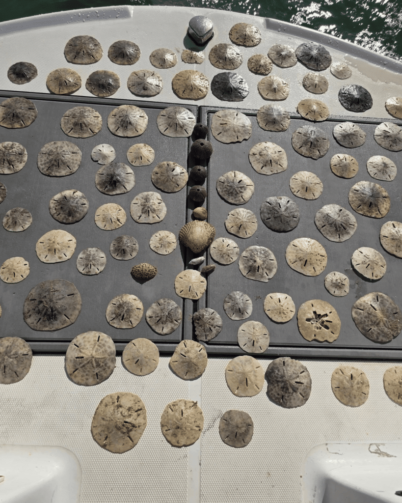 Collection of sand dollars in Panama City Beach displayed after a successful shelling trip near Shell Island.