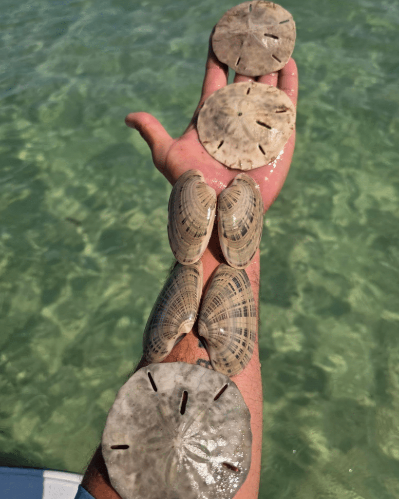 Large sand dollars in Panama City Beach with beautiful Atlantic surf clams collected near Shell Island.
