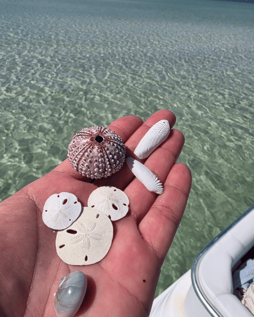 Sand dollars in Panama City Beach displayed with a sea urchin and olive shells found while shelling.