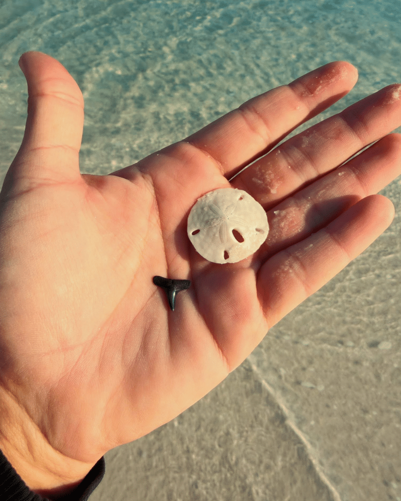 Shark tooth and sand dollar in Panama City Beach collected along the white sand beaches.