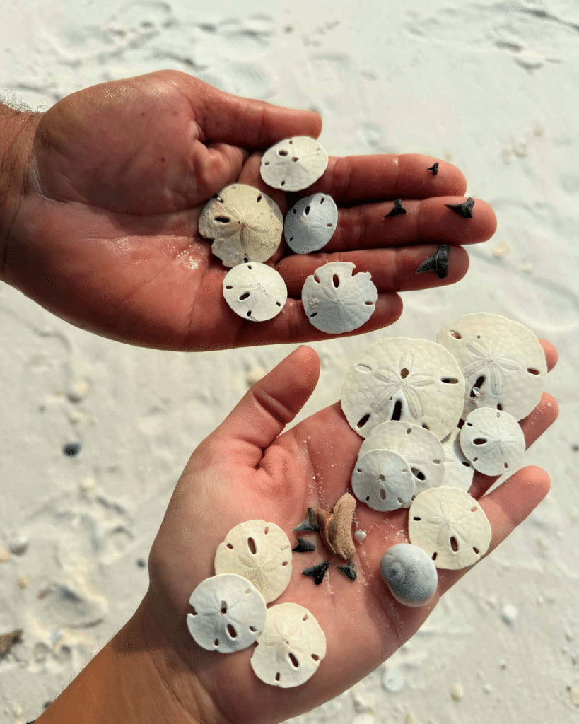 Family collection of sand dollars in Panama City Beach with shark teeth and shells from Shell Island.