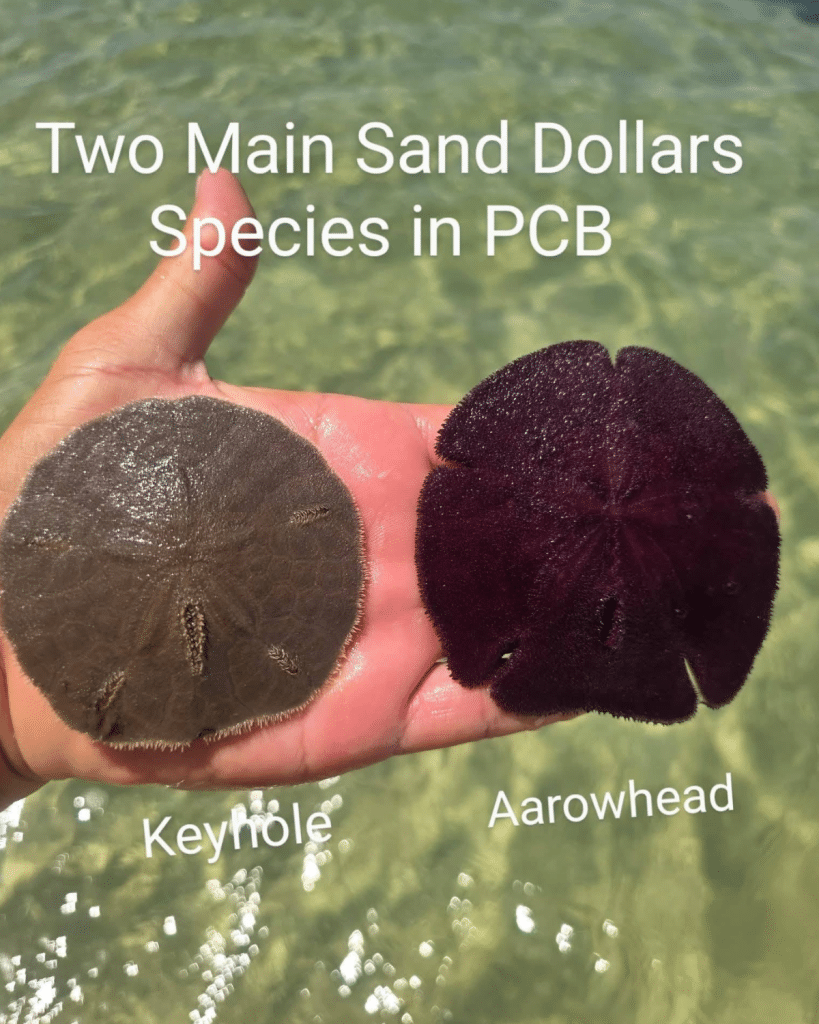 Comparison of the two common species of sand dollars in Panama City Beach, the Keyhole Sand Dollar and Arrowhead Sand Dollar.