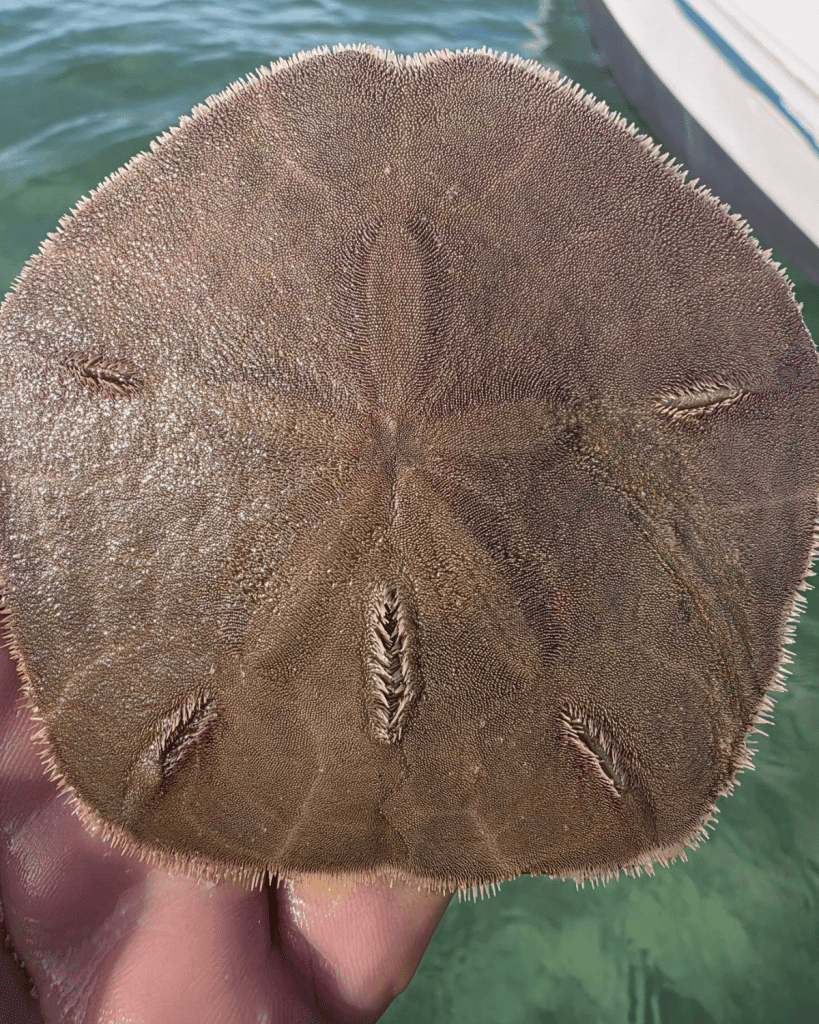 Living keyhole sand dollar in Panama City Beach covered with thousands of tiny moving spines.