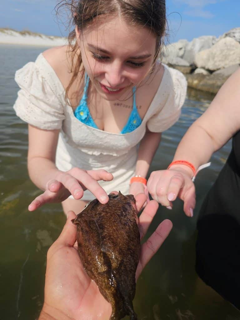 Young guest touching a sea hare during a marine biologist dolphin tour in Panama City Beach, Florida.