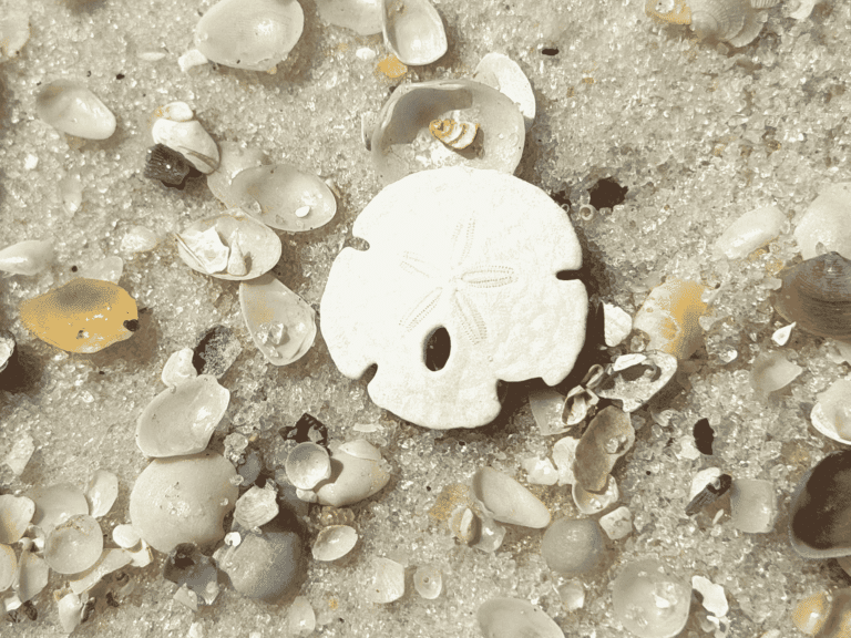 sand dollars Panama City beach-4