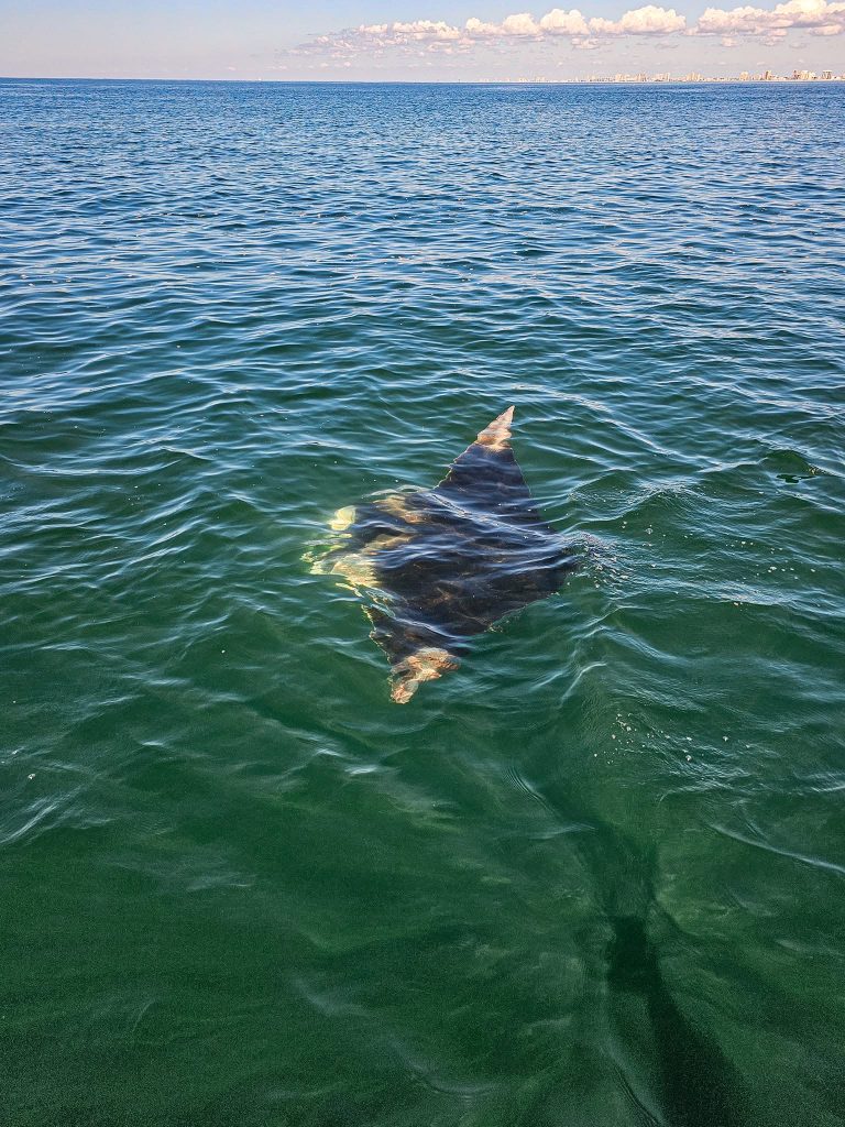 stingrays in panama city beach