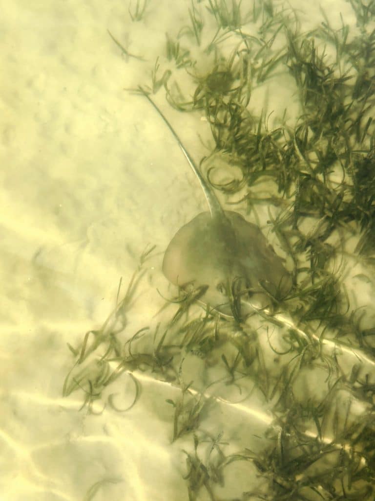 stingrays in panama city beach