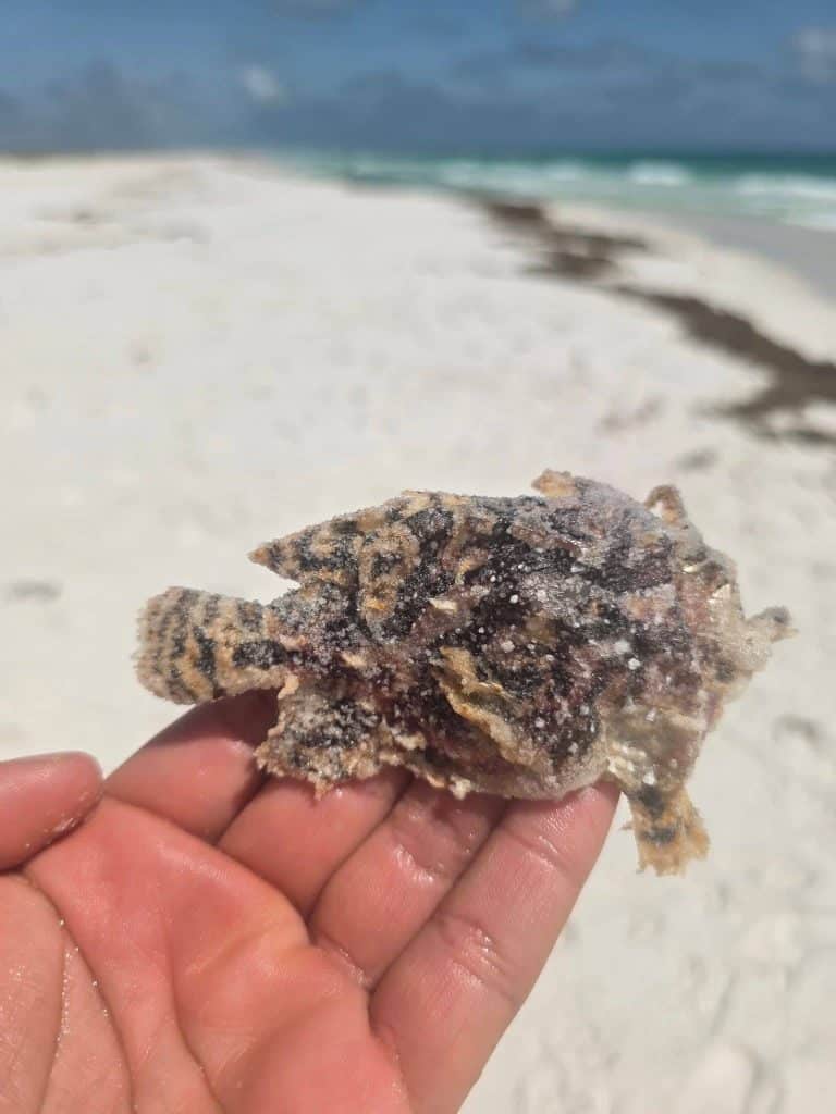 A sargassum filefish found washed ashore on the white sand beach at Shell Island in Panama City Beach, showing the mottled brown and black patterning that helps it blend in with sargassum mats in the Gulf of Mexico