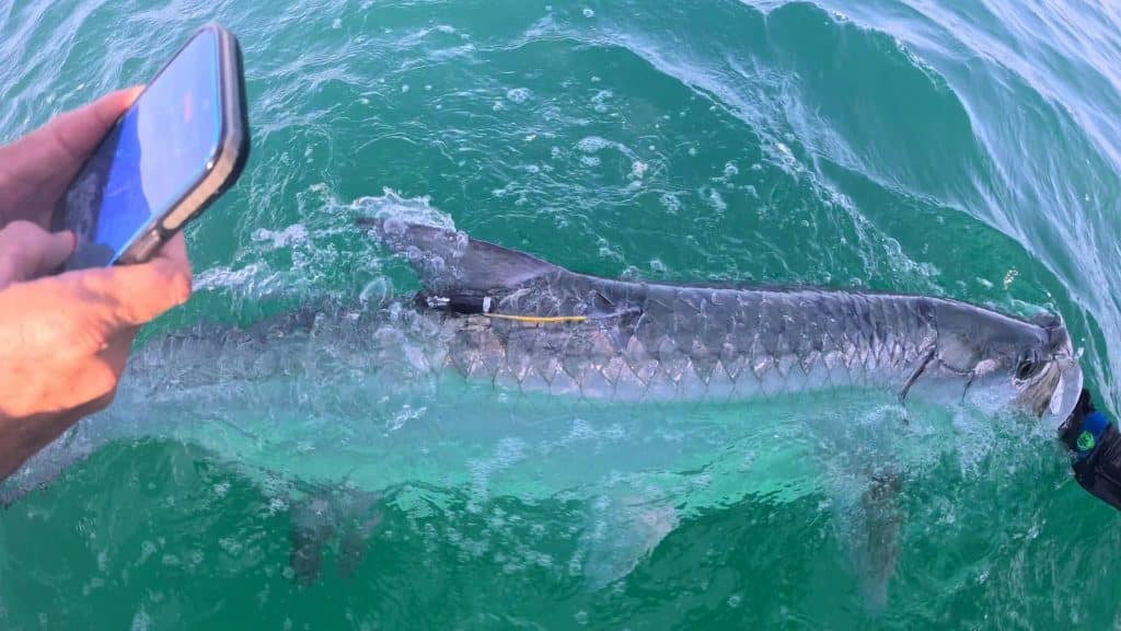 A large tarpon with a yellow research tag freshly placed near its dorsal fin being held alongside the boat in clear emerald green Gulf water during tarpon tagging in Panama City Beach