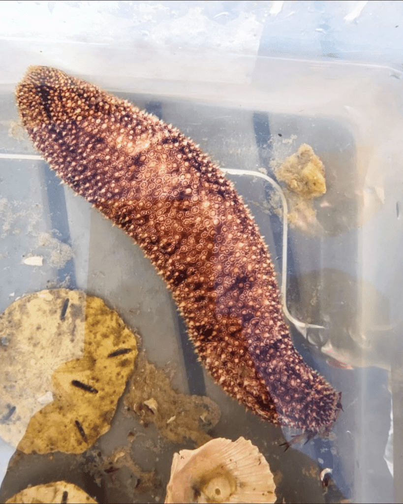A large purple and orange sea cucumber in a water container alongside a live sand dollar, both found during a Flippin' Awesome Adventures trip in Panama City Beach
