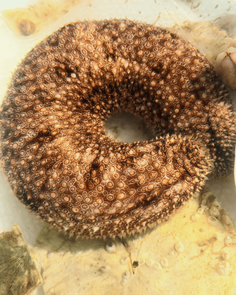 Close-up overhead view of sea cucumbers found in Panama City Beach, showing the detailed tube feet and textured skin pattern on its underside