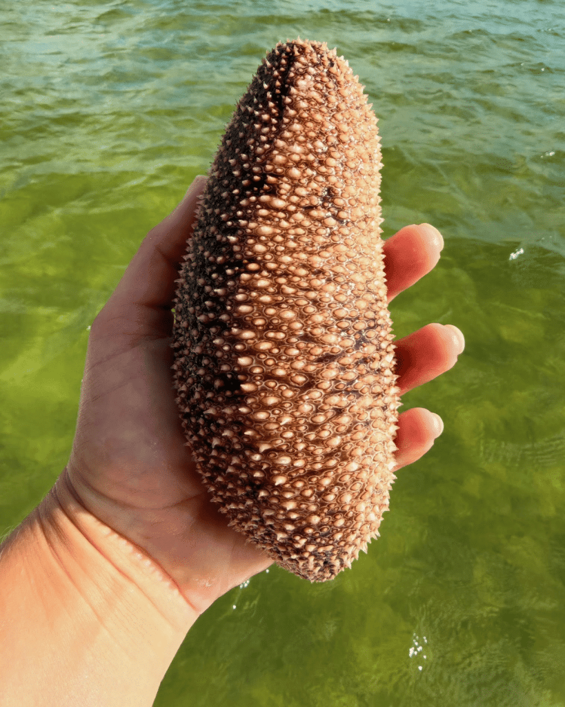 A large sea cucumber held up against the green waters of St. Andrews Bay in Panama City Beach, showing its full size and bumpy skin texture