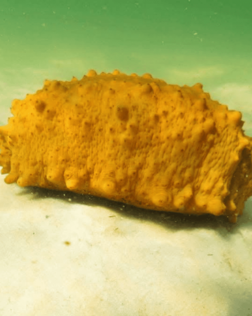 A bright orange sea cucumber resting on the sandy seafloor in the clear shallow waters of St. Andrews Bay, Panama City Beach