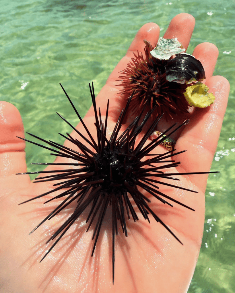 Hand holding a large dark sea urchin alongside a smaller variegated sea urchin decorated with shells and debris, found in Panama City Beach