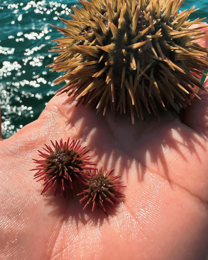 Hand holding one large yellow-green sea urchin alongside two tiny juvenile red-purple sea urchins found in Panama City Beach